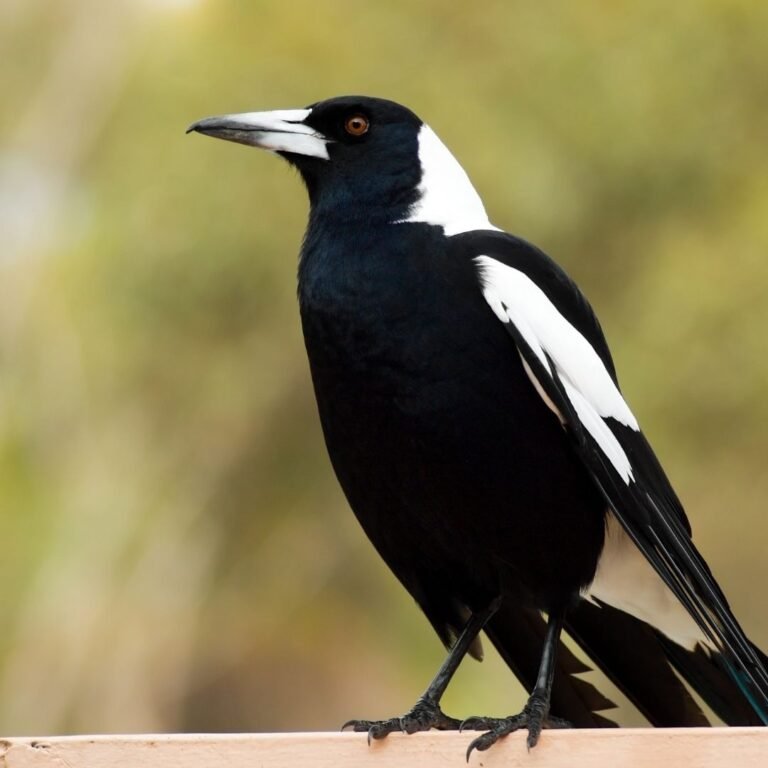Ancaman Musim Semi itu Bernama Magpie Swooping Season